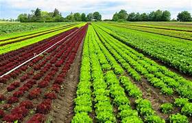 Agricultural Ecosystem