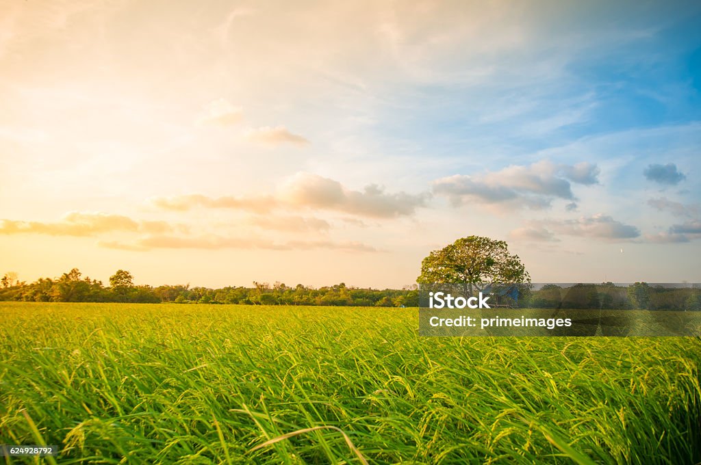 Agriculture