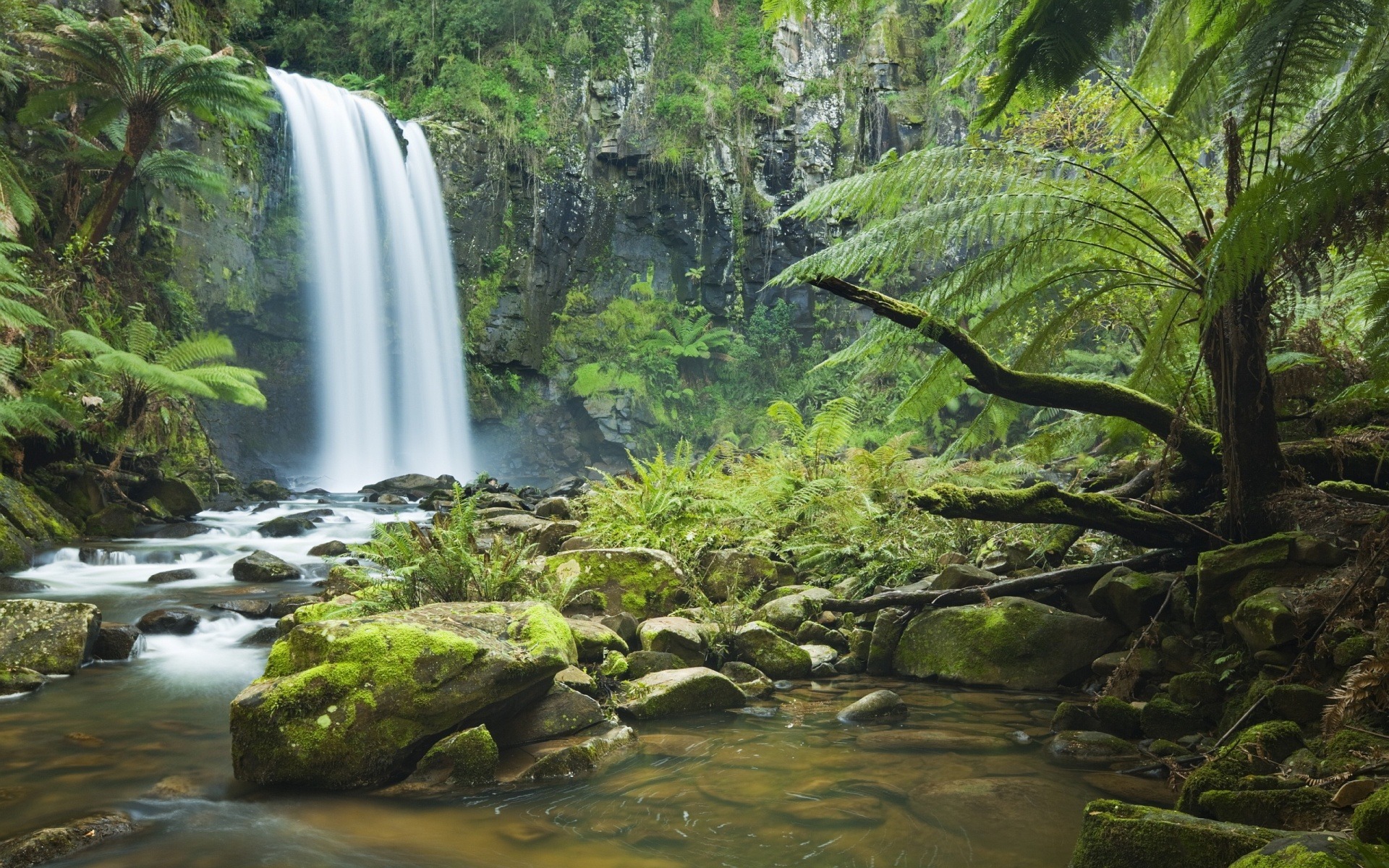 Forest Ecosystem