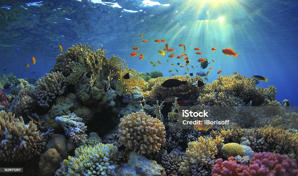 Ocean