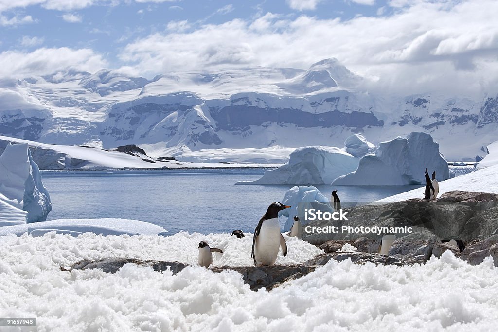 Polar